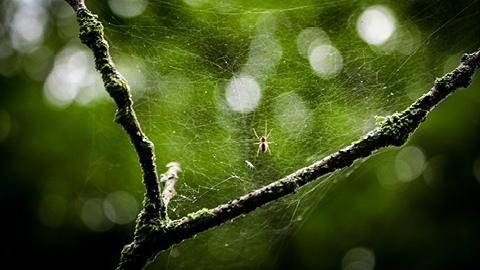 Life Insurers: Navigating a Web of Risks